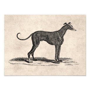 Vintage-Illustration eines Windhunds aus dem 19. J Fotodruck