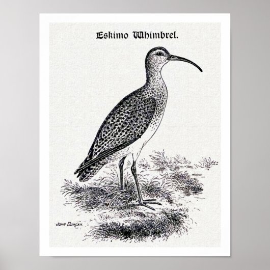 Vintage Illustration "Eskimo Whimbrel" Poster (Vorne)