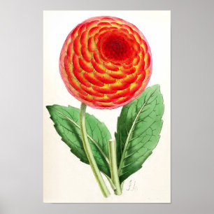 Vintage Illustration "Flambeau Dahlia" Poster