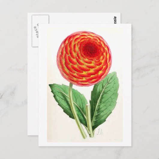 Vintage Illustration "Flambeau Dahlia" Postkarte (Vorne/Hinten)