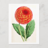 Vintage Illustration "Flambeau Dahlia" Postkarte (Vorderseite)