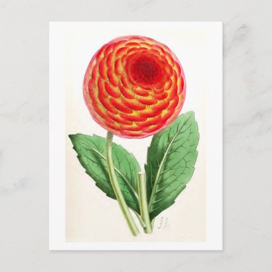 Vintage Illustration "Flambeau Dahlia" Postkarte (Vorderseite)