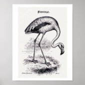 Vintage Illustration "Flamingo" Poster (Vorne)