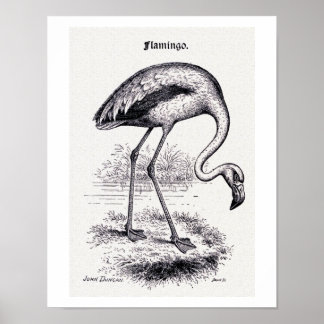 Vintage Illustration "Flamingo" Poster