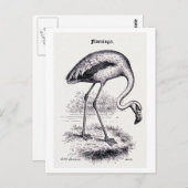Vintage Illustration "Flamingo" Postkarte (Vorne/Hinten)