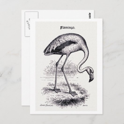 Vintage Illustration "Flamingo" Postkarte (Vorne/Hinten)