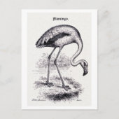 Vintage Illustration "Flamingo" Postkarte (Vorderseite)