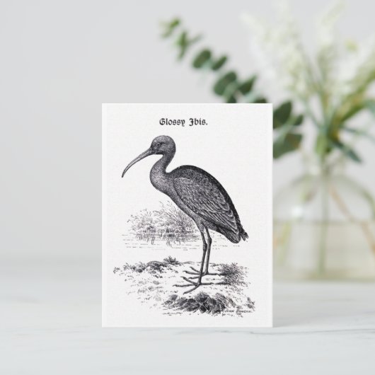Vintage Illustration "Glossy Ibis" Postkarte (Stehend Vorderseite)