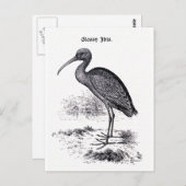 Vintage Illustration "Glossy Ibis" Postkarte (Vorne/Hinten)
