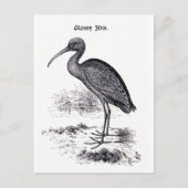 Vintage Illustration "Glossy Ibis" Postkarte (Vorderseite)