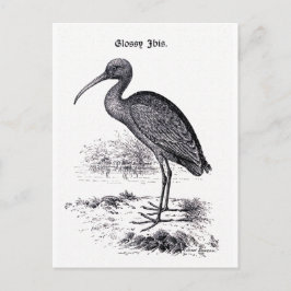 Vintage Illustration "Glossy Ibis" Postkarte