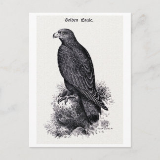 Vintage Illustration "Goldener Adler" Postkarte