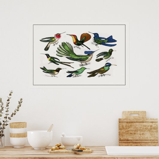Vintage Illustration Hummingbird Poster (Küche)