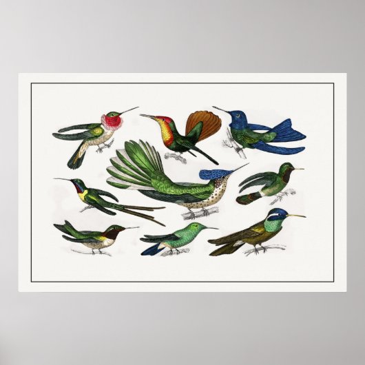 Vintage Illustration Hummingbird Poster (Vorne)