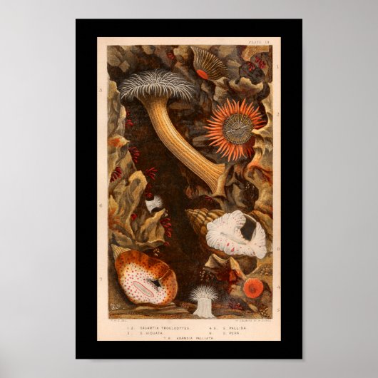 Vintage Illustration in Anemone Poster (Vorne)