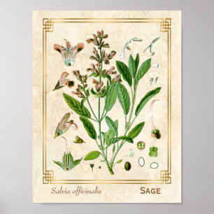 Vintage-Illustration Kräuterpflanze Salbei Botanis Poster