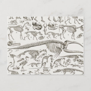 Vintage-Illustration menschlicher und tierischer K Postkarte
