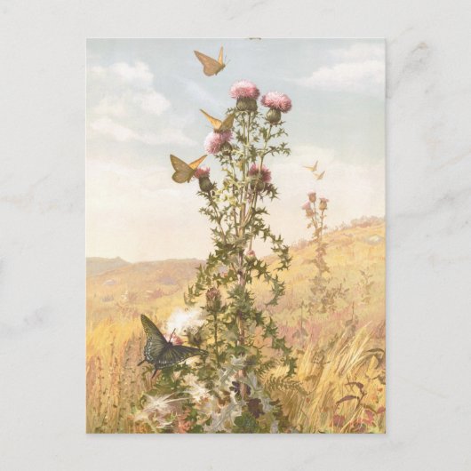 Vintage Illustration mit Thistle und Schmetterling Postkarte (Vorderseite)