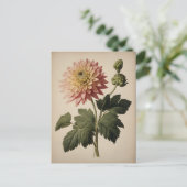 Vintage Illustration of a Dahlia  Postkarte (Stehend Vorderseite)