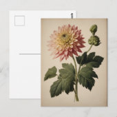Vintage Illustration of a Dahlia  Postkarte (Vorne/Hinten)