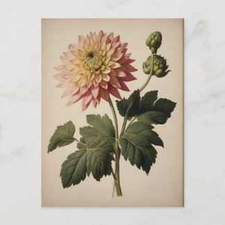 Vintage Illustration of a Dahlia  Postkarte