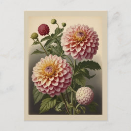 Vintage illustration of a Dahlia  Postkarte