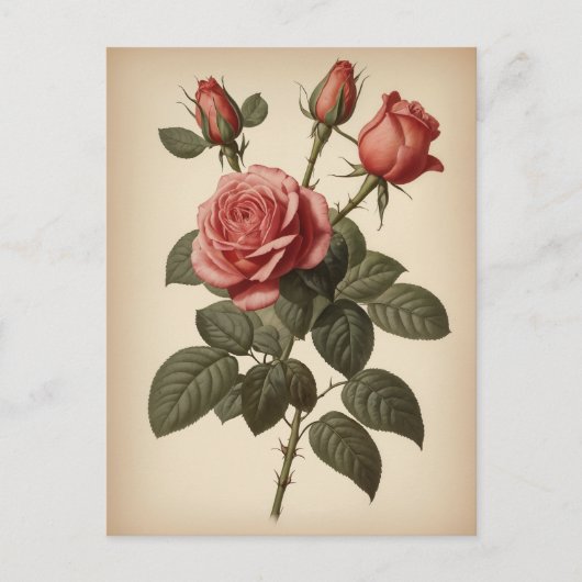 Vintage Illustration of a Rose Postkarte (Vorderseite)