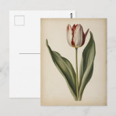 Vintage illustration of a tulip  postkarte (Vorne/Hinten)