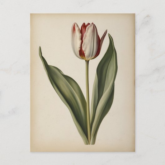 Vintage illustration of a tulip  postkarte (Vorderseite)