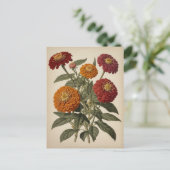 Vintage illustration of a zinnia  postkarte (Stehend Vorderseite)