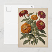 Vintage illustration of a zinnia  postkarte (Vorne/Hinten)