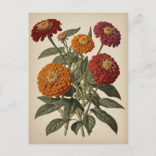 Vintage illustration of a zinnia  postkarte (Vorderseite)