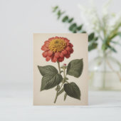 Vintage illustration of a zinnia postkarte (Stehend Vorderseite)