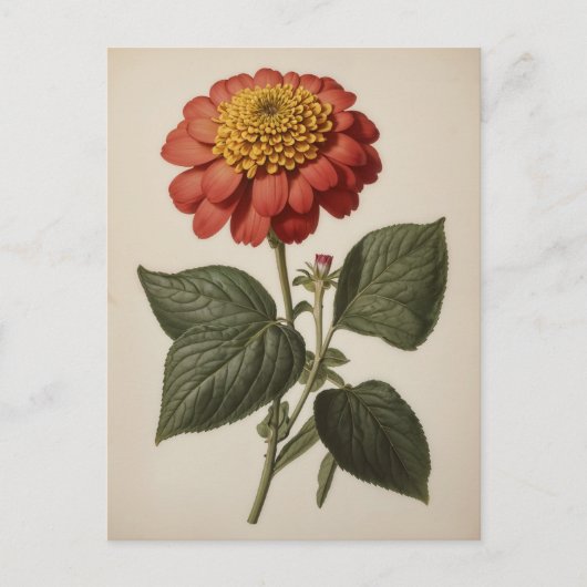 Vintage illustration of a zinnia postkarte (Vorderseite)