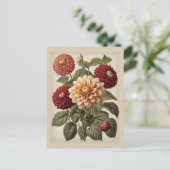 Vintage Illustration of Dahlias  Postkarte (Stehend Vorderseite)