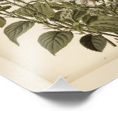 Vintage illustration of wildflowers  fotodruck (Ecke)