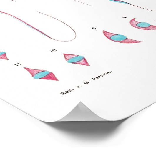 Vintage Illustration Poster (Ecke)