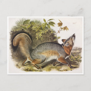 Vintage Illustration Postkarte