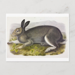 Vintage Illustration Postkarte