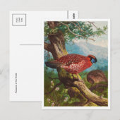 Vintage Illustration Postkarte (Vorne/Hinten)