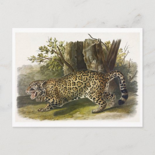 Vintage Illustration Postkarte (Vorderseite)