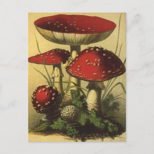 Vintage Illustration Postkarte (Vorderseite)