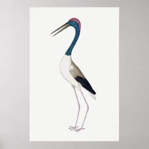 Vintage Illustration Schwarzhalsstorch Poster