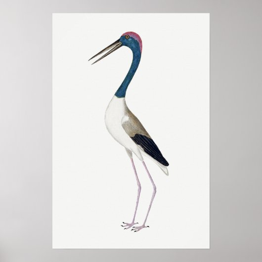 Vintage Illustration Schwarzhalsstorch Poster (Vorne)