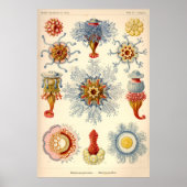 Vintage Illustration "Siphonophorae" Poster (Vorne)