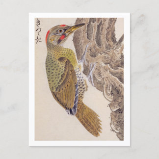 Vintage-Illustration: Specht Postkarte