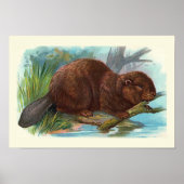 Vintage Illustration "The Beaver" Poster (Vorne)