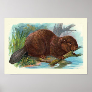 Vintage Illustration "The Beaver" Poster