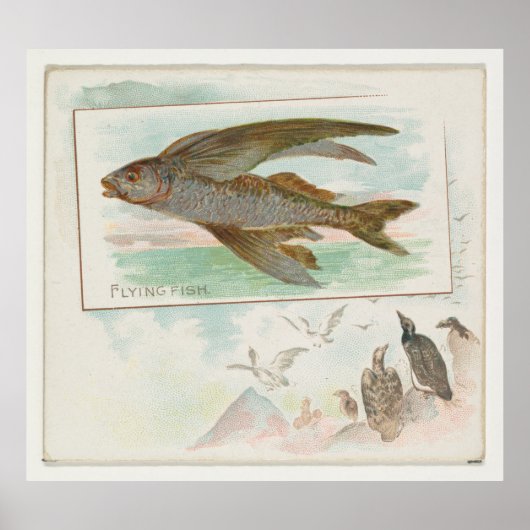 Vintage Illustration von Barbados-Fischen (1889) Poster (Vorne)