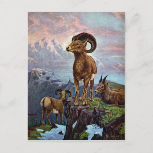 Vintage Illustration von Bighorn Sheep Postkarte